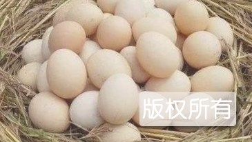 崇礼柴鸡蛋