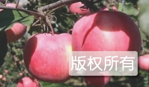 延庆苹果