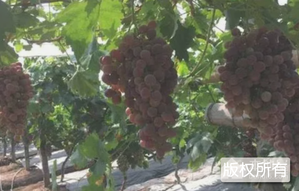 安溪葡萄