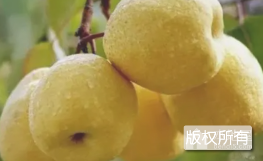 李寨白酥梨