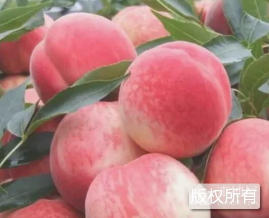肥城佛桃