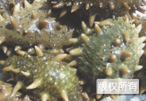 虎平岛海参