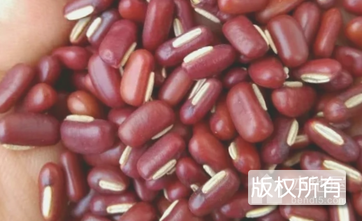 红小豆