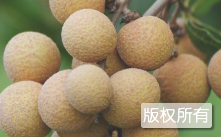 灵山县龙眼