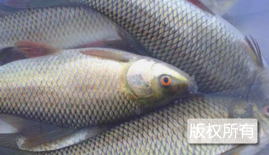 大黄堡鲢鱼