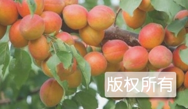 孙庄子大杏扁
