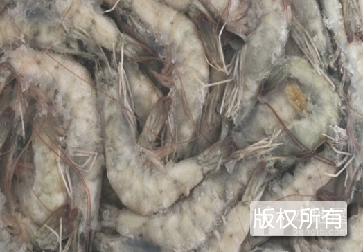 十里海对虾