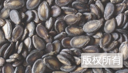 苏苍镇黑瓜子