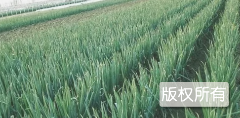 铁岭大葱
