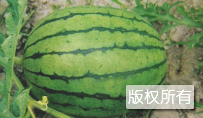 西瓜