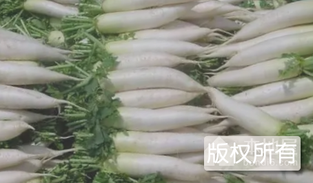 枞阳大萝卜