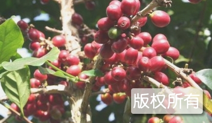 宁洱咖啡