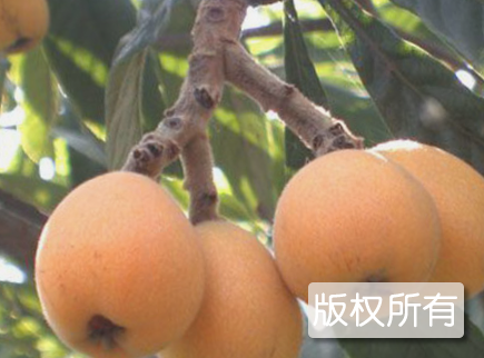雷甸枇杷