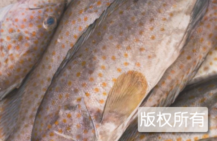 钦州石斑鱼