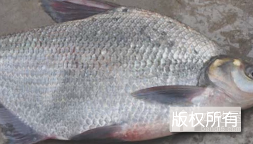 鳊花