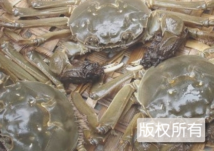 玉爪蟹