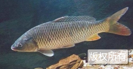 新乡黄河鲤鱼