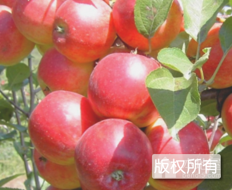 牡丹江金红苹果