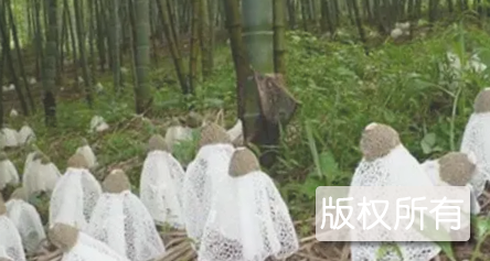竹海长裙竹荪