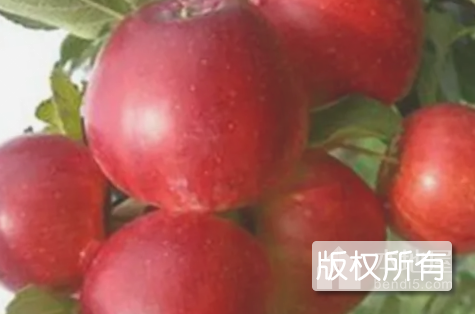 凉城123苹果