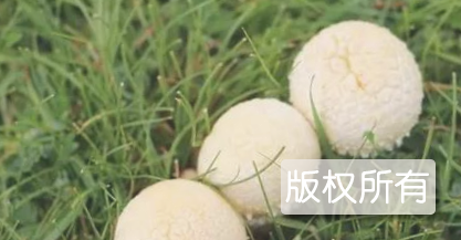 绿色山宝蘑菇