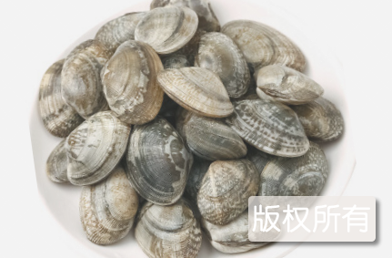 滨州文蛤