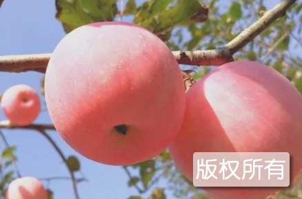 和村苹果
