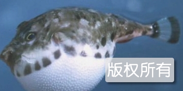 河豚