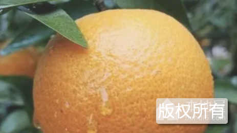 饶平蕉柑