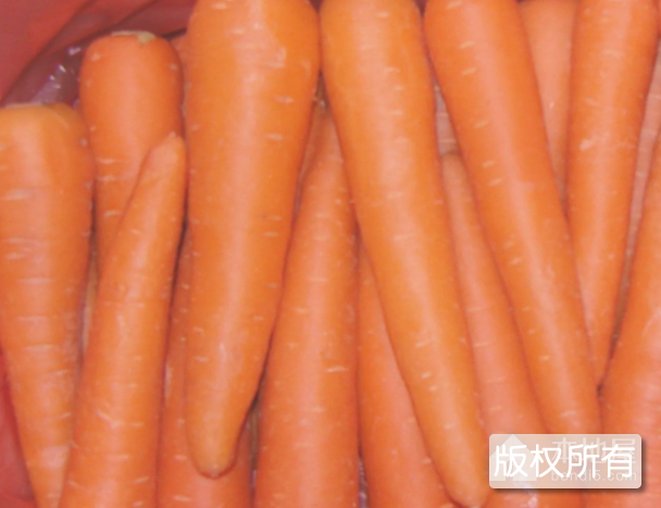 店埠胡萝卜