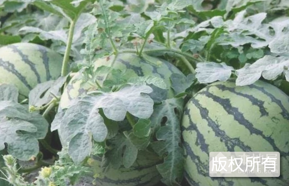 沙河辛西瓜