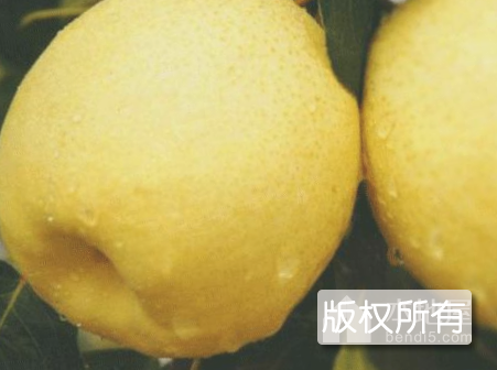 深泽梨