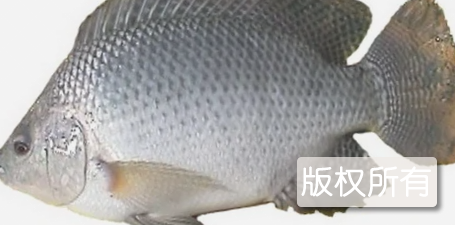 油塘罗非鱼