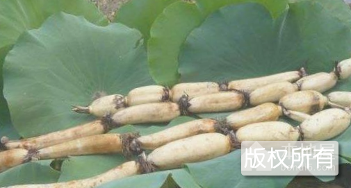 东平莲藕