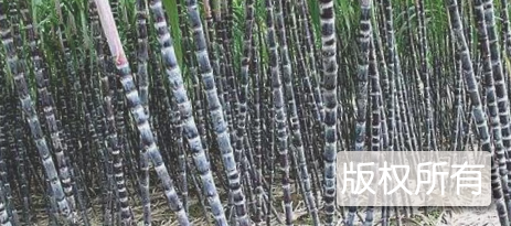 新宁黑皮果蔗
