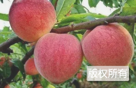 文安蜜桃