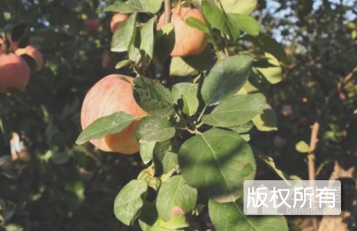 义县寒富苹果