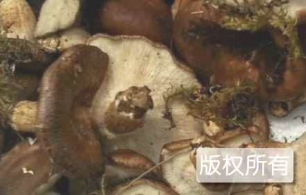 保康香菌