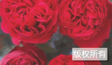 宝石花红