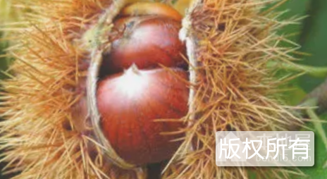 红安板栗