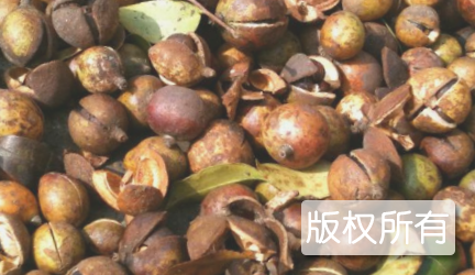 永州茶油