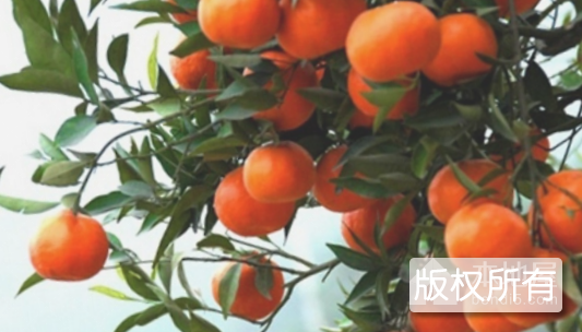 八桂红橘