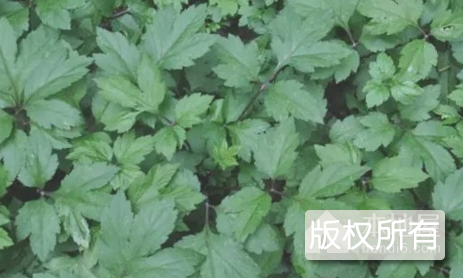 小悟珍珠菜