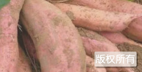 安岳红苕