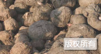 益阳魔芋