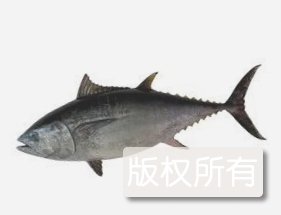 黑鮪魚