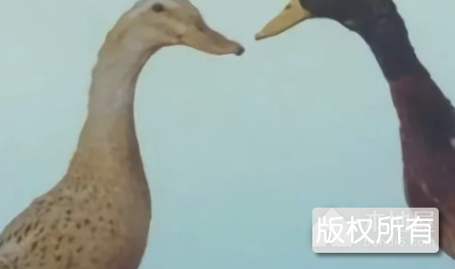 姚岗媒鸭