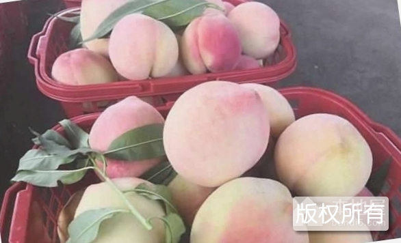 三阳川齐桃