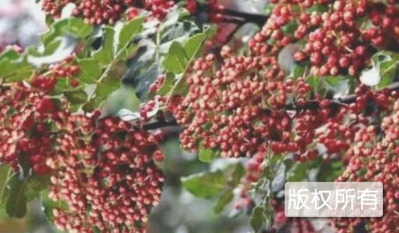 黎城花椒