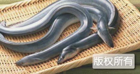 孔雀鳗鱼